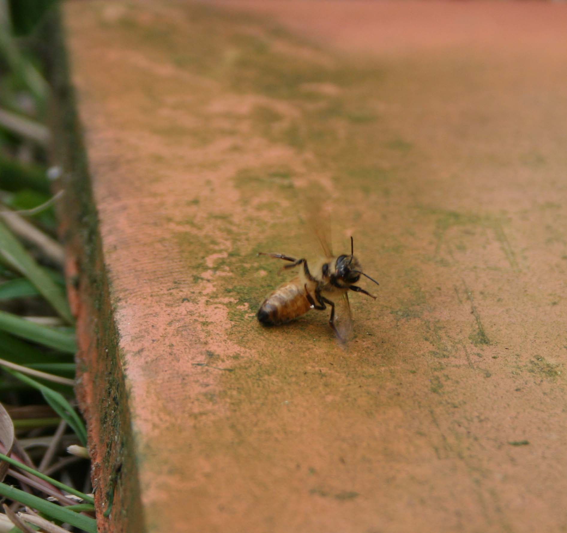 wasps-attacking-bees 048a.jpg